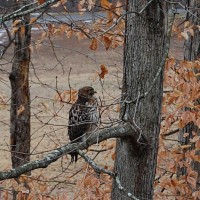 Red Tail Hawk