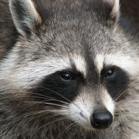 Raccoon from Wikipedia
