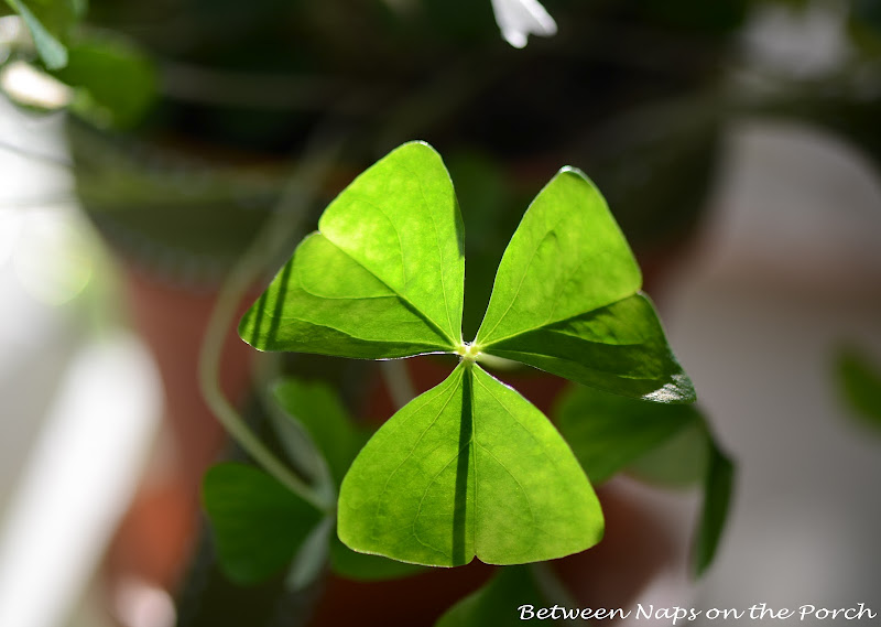 St. Patrick's Day Table Setting with shamrock centerpiece