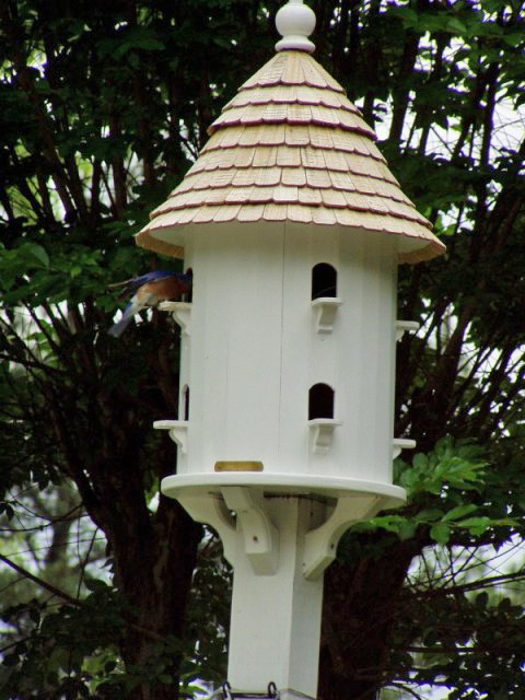 Bluebirds with babies in a dovecote