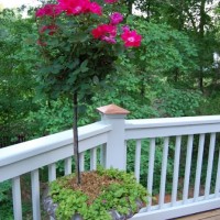 Knock out Rose Topiaries for the Deck