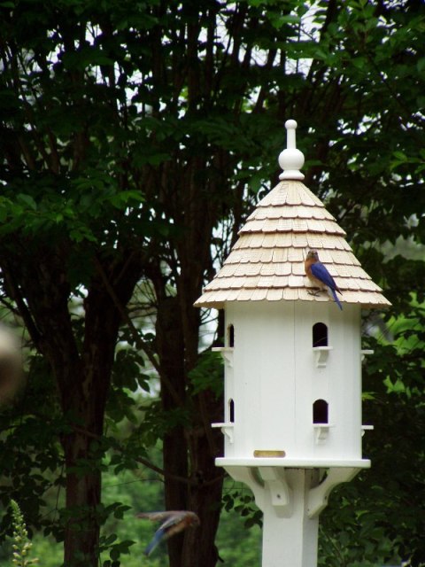 Bluebirds Nesting in Dovecote