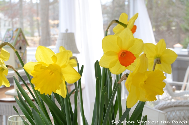 Daffodil Centerpiece
