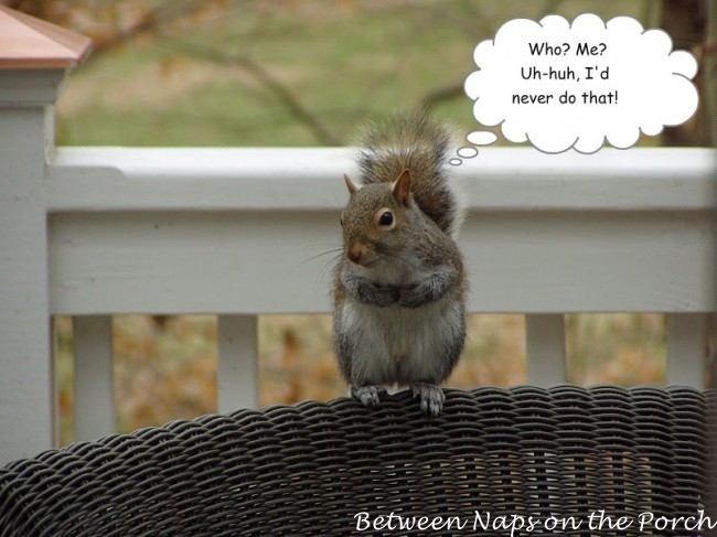 Guilty Squirrel