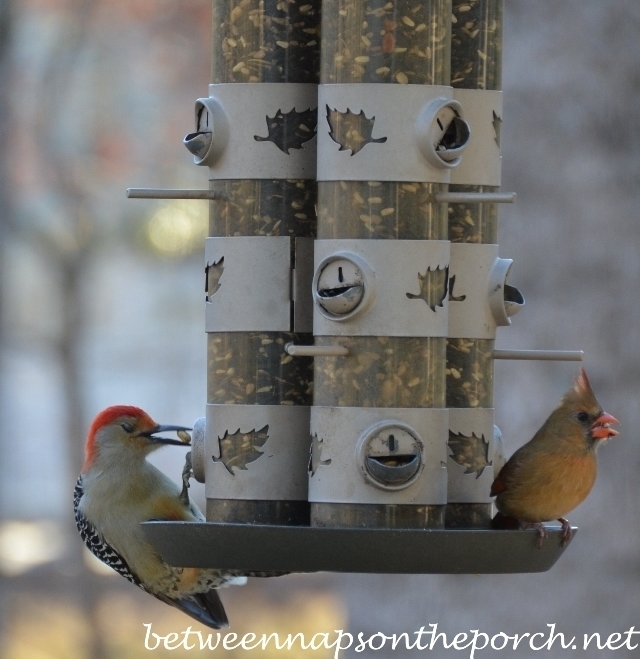 Woodpecker on Feeder with Cardinal