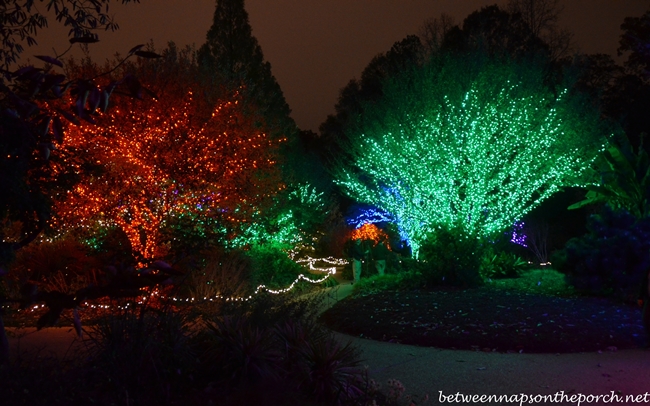 Garden Lights, Atlanta Botanical Gardens Holiday Nights