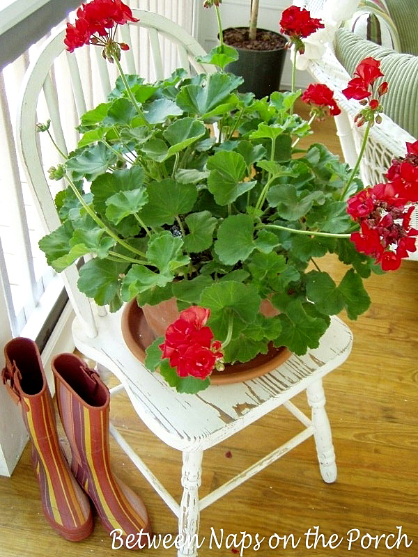 Red Geranium on Shabby White Chair