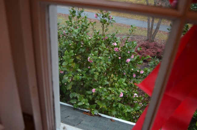 Debutante Camellias in Bloom