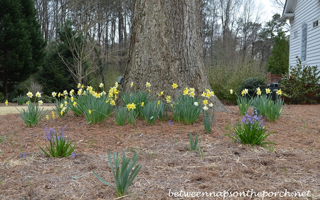 Daffodils for Springtime