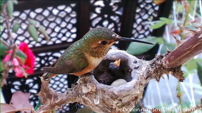 Hummingbird Nest with Baby 3