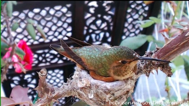 Hummingbird Nest with Baby 5