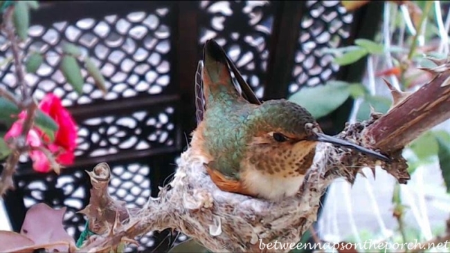 Hummingbird Nest with Baby 6