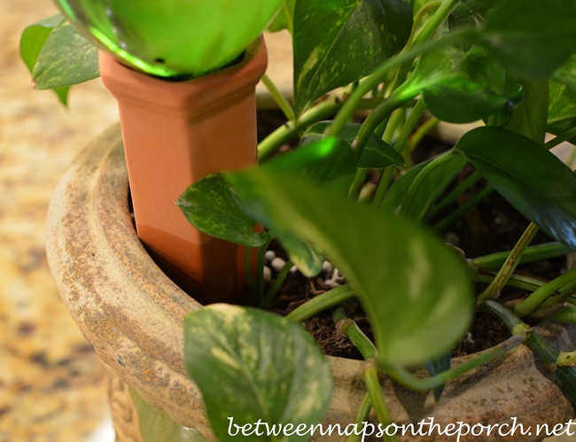 Keep Plants Watered While on Vacation