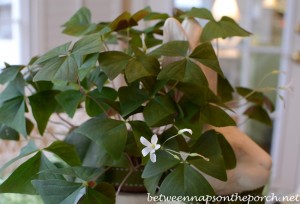 St. Patrick's Day Table Setting Tablescape