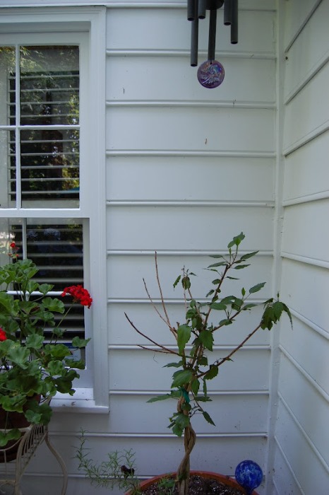 https://betweennapsontheporch.net/wp-content/uploads/2013/04/Hibiscus-Leaves-Eaten-by-Squirrels.jpg