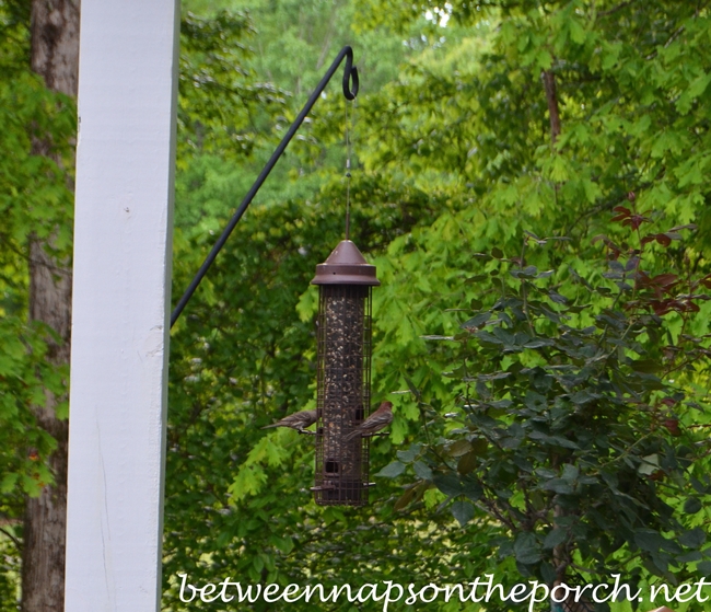 House Finches on Feeder