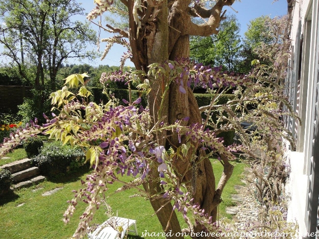 Wisteria just beginning to bloom