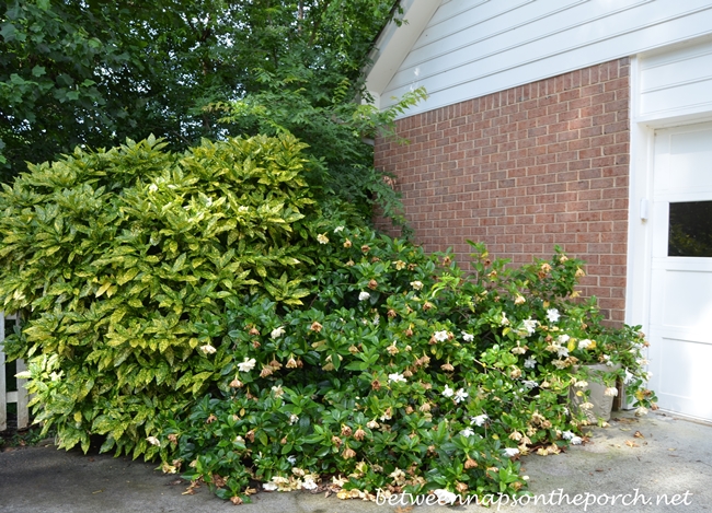 Gardenia Bush overtaken by Acuba