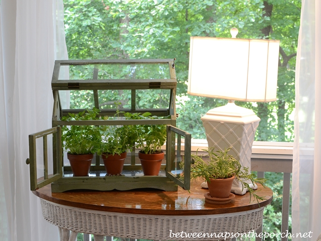 Tabletop Greenhouse or Terrarium for Growing Herbs