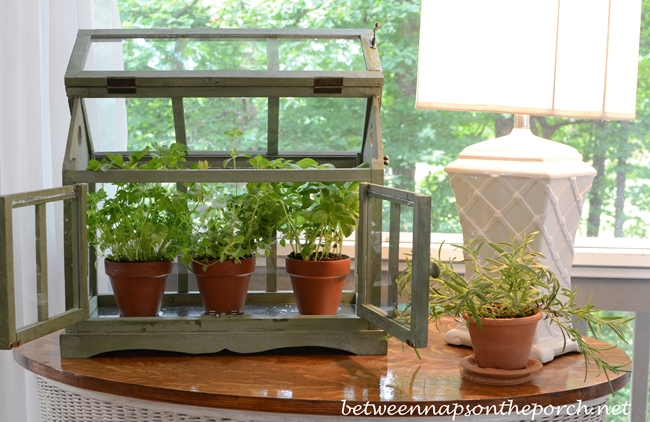 Growing Basil, Oregano and Parsley in a Tabletop Greenhouse