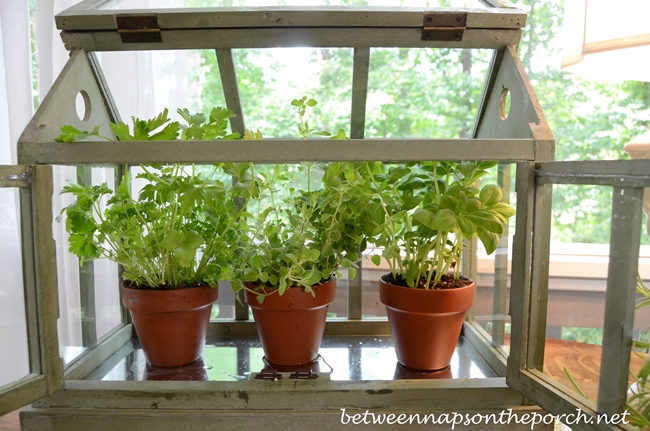 Growing Herbs in a Tabletop Greenhouse