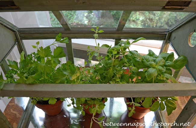 Growing Herbs in a Tabletop Greenhouse