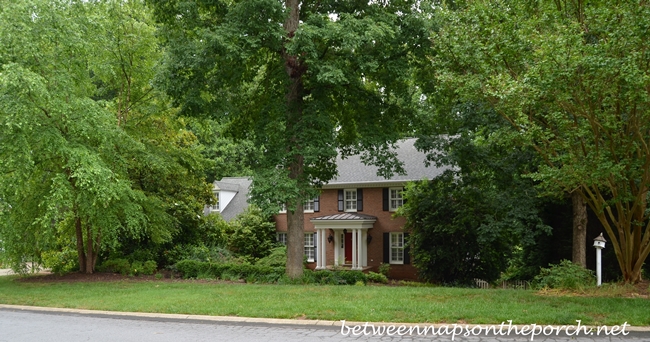 House Hidden and Overwhelmed by Trees and Shrubs 3