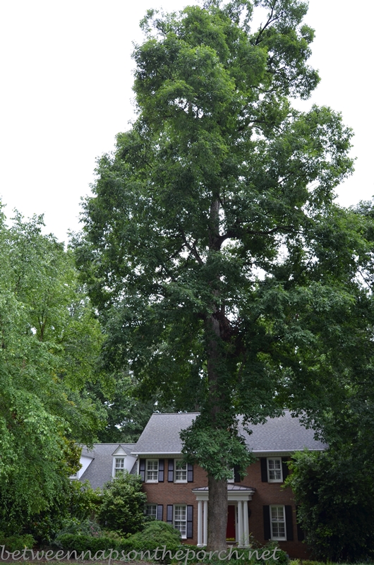 House Hidden and Overwhelmed by Trees and Shrubs 5