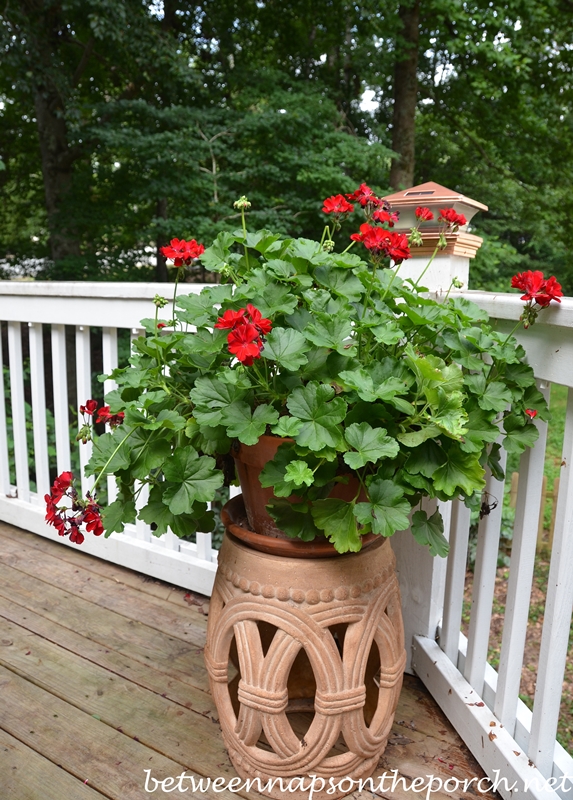 Geranium on Garden Stool 2