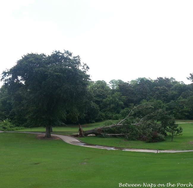 North Fulton Golf Course Tree 2