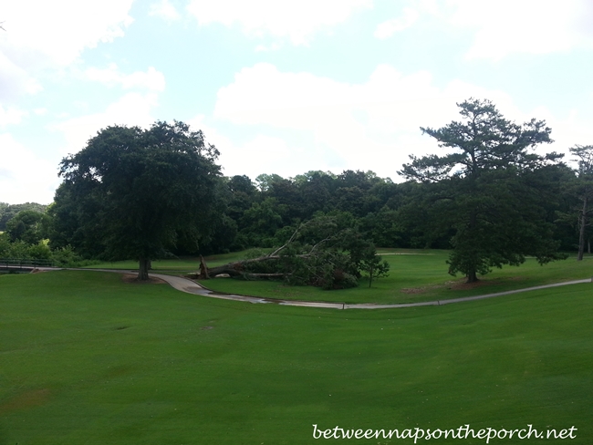 North Fulton Golf Course Tree 3