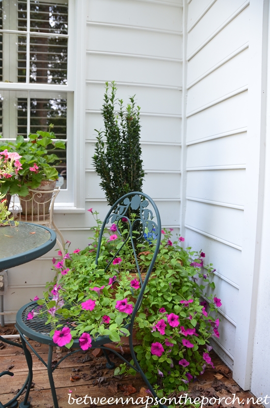 Sky Pencil Holly and Wave Petunias