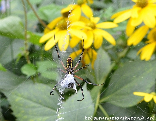 Black and Yellow Garden Spider 2