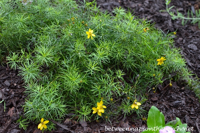 Coreopsis Moonbeam 