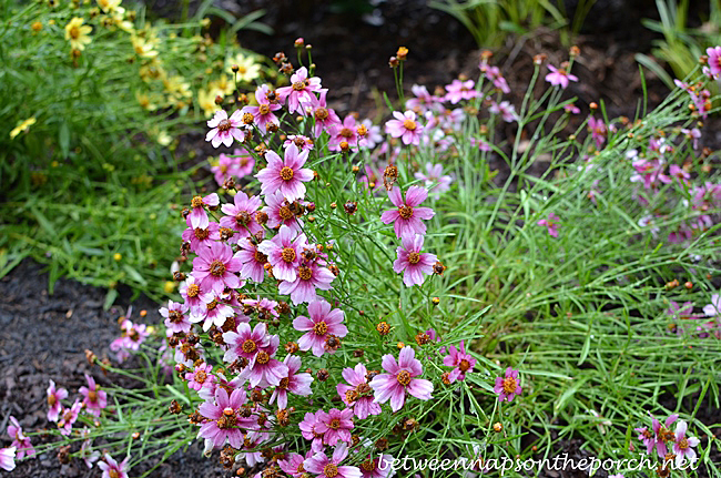 Heaven's Gate Coreopsis in Perennials Garden