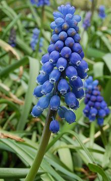 Muscari Grape Hyacinth