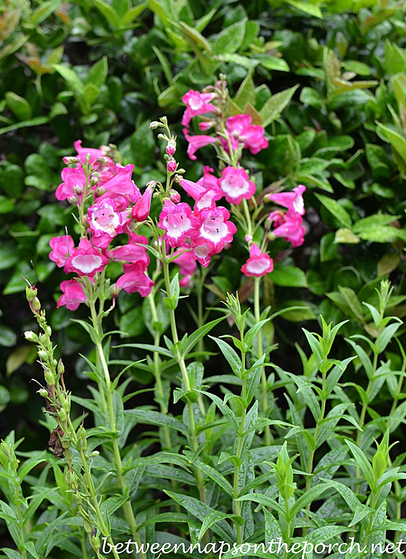 Penstemon Pensham Amelia Jayne Beard Tongue