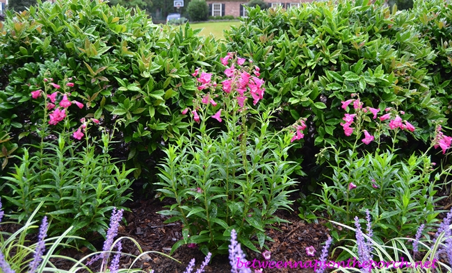 Penstemon Pensham Amelia Jayne Perennial_wm