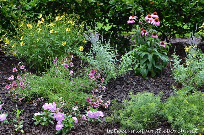 Perennials in Garden