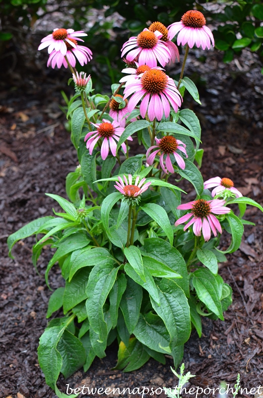 Purple Coneflower