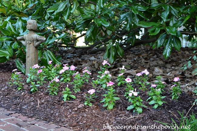 Vinca in the Garden