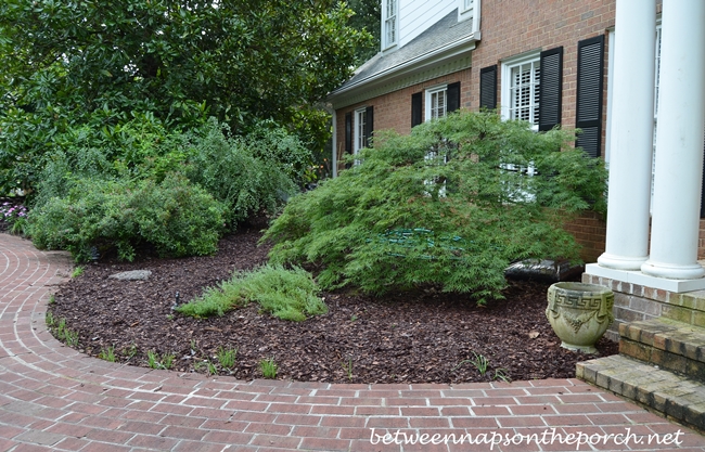 growing waterfall japanese maple