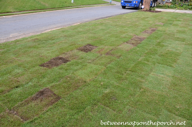 Zeon Zoysia Sod That May Need to Be Replaced