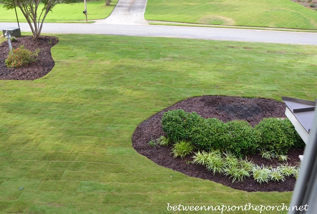 Zeon Zoysia Sod, View from Window