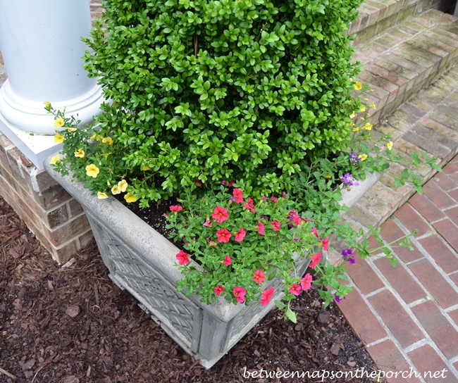 Boxwood Topiary with Annuals