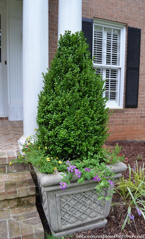 Container Gardens with Boxwood Topiary in a Pyramidal Shape