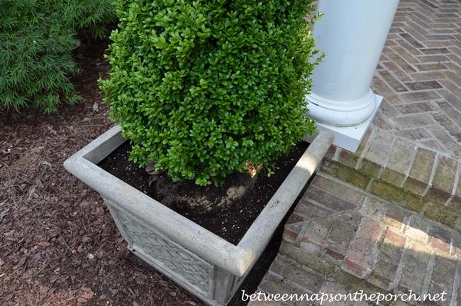 Planting Boxwood Topiary in Planter