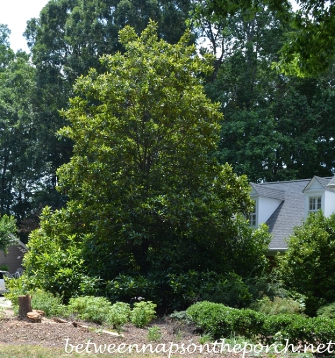 Southern-Magnolia-Grandiflora_wm