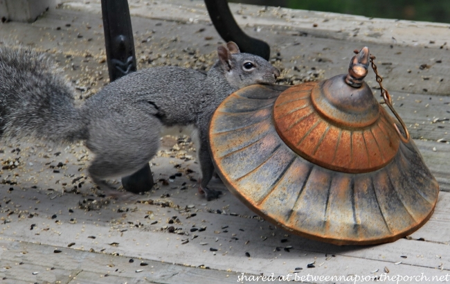 Squirrel Stealing Lid to Birdfeeder_wm