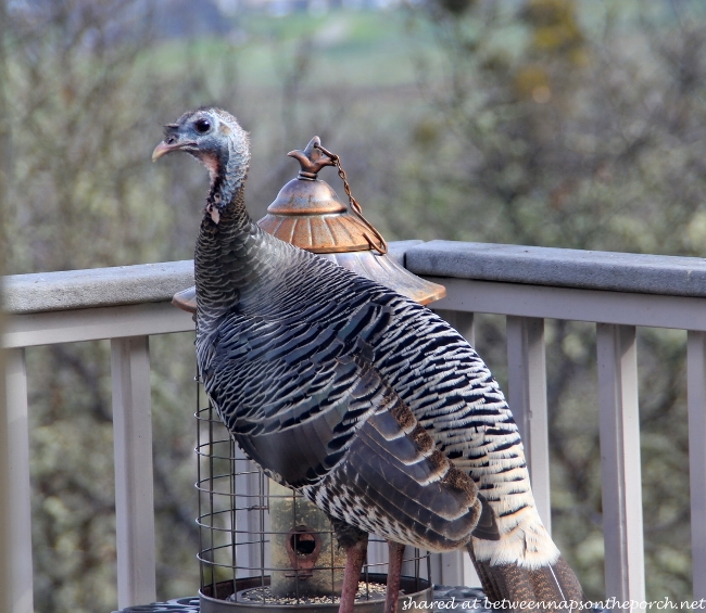 Wild Turkey on Deck